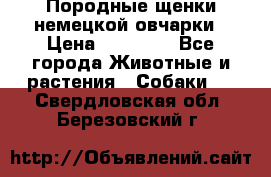 Породные щенки немецкой овчарки › Цена ­ 24 000 - Все города Животные и растения » Собаки   . Свердловская обл.,Березовский г.